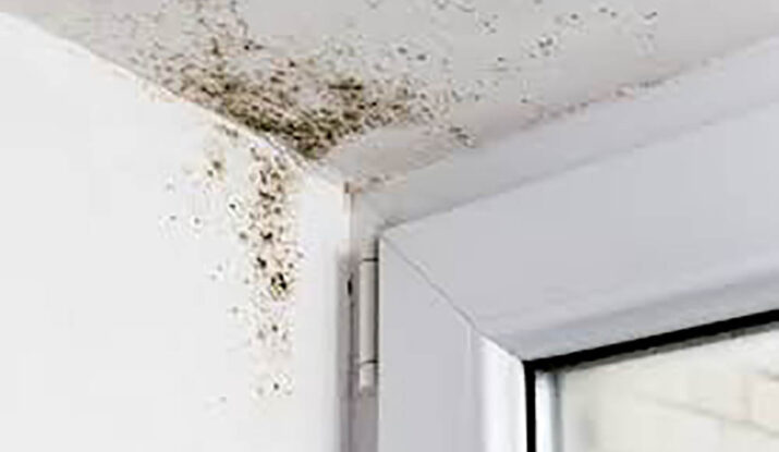 Mould Removal Dubai